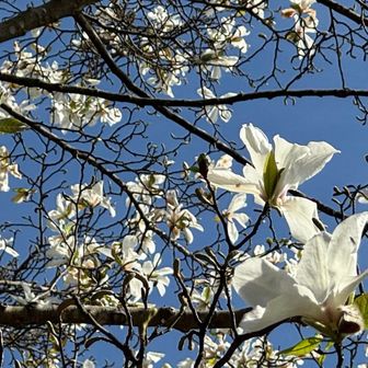 モクレンかなぁ