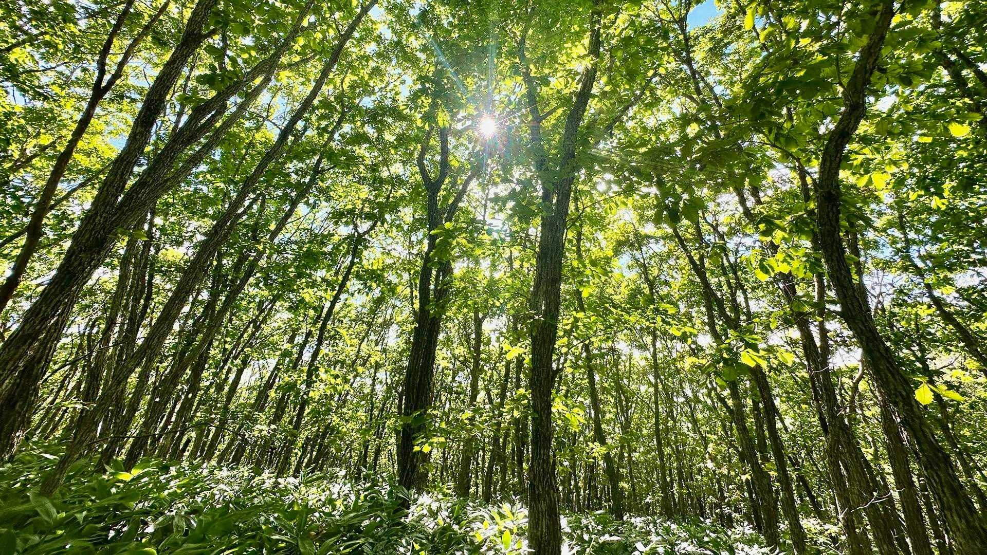 沢渡の樹林はまだまだ鮮やかな緑で、今年は諦めた夏山の気分を取り戻せた気持ちになれた

