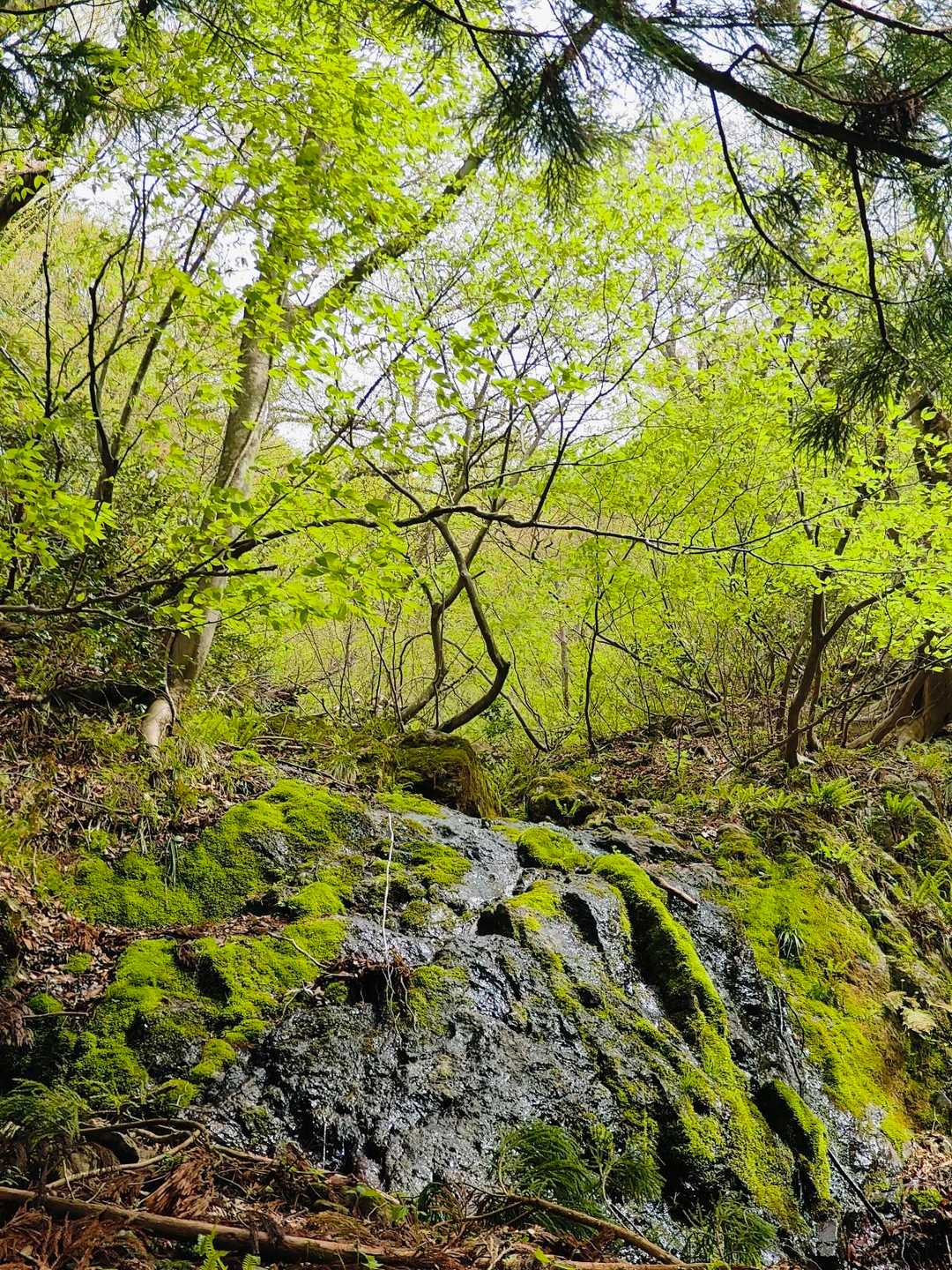 大佛寺山 往復コースの写真