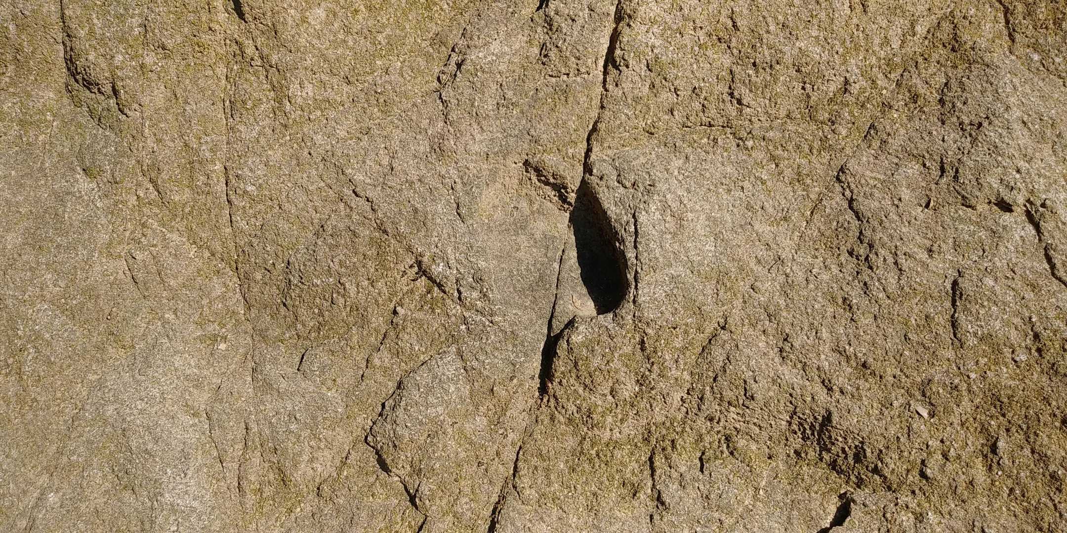 これが足跡？