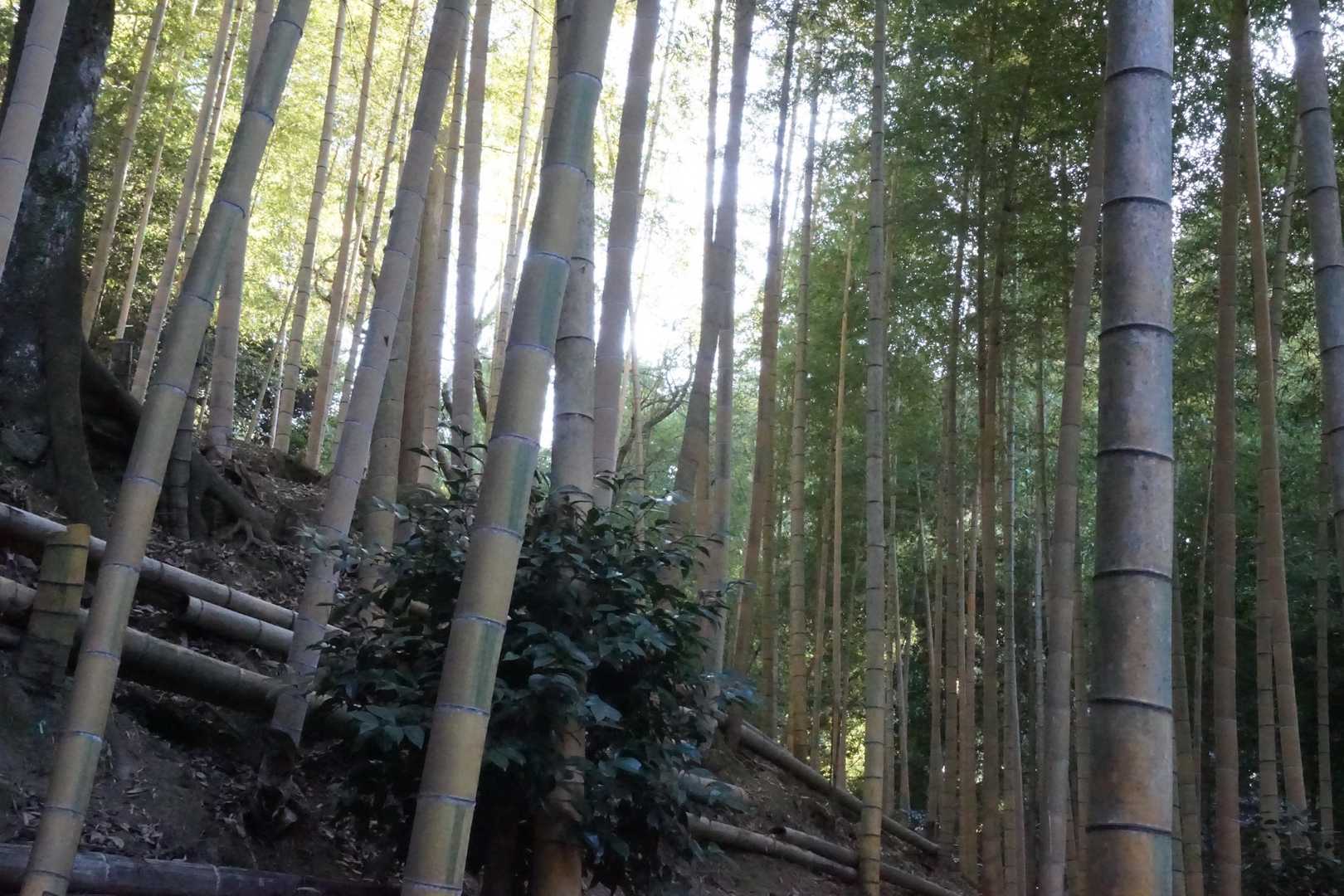 孟宗金明竹林
