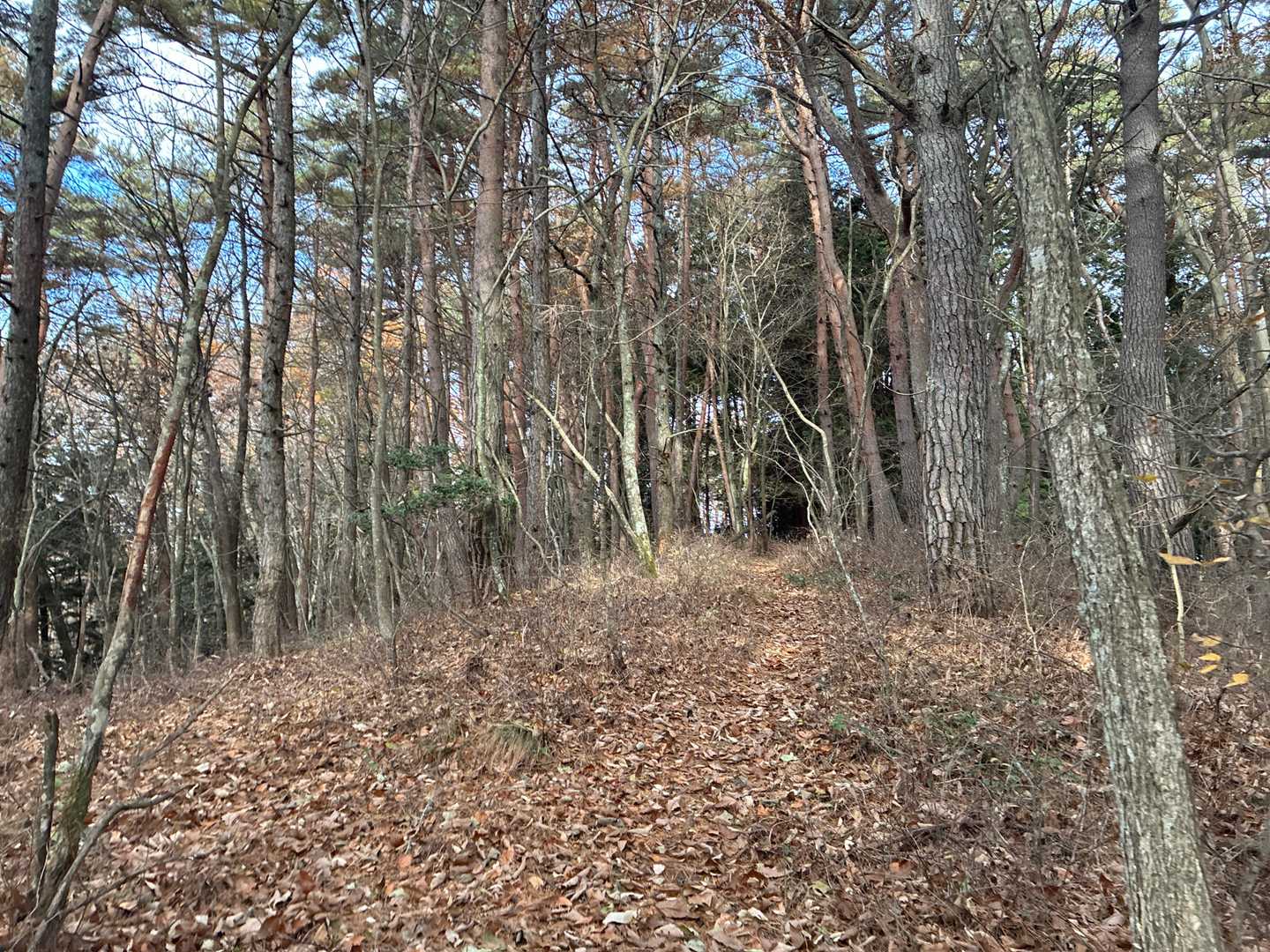 北山、山頂標識なし。旧戸倉村に字北山という字名があります。