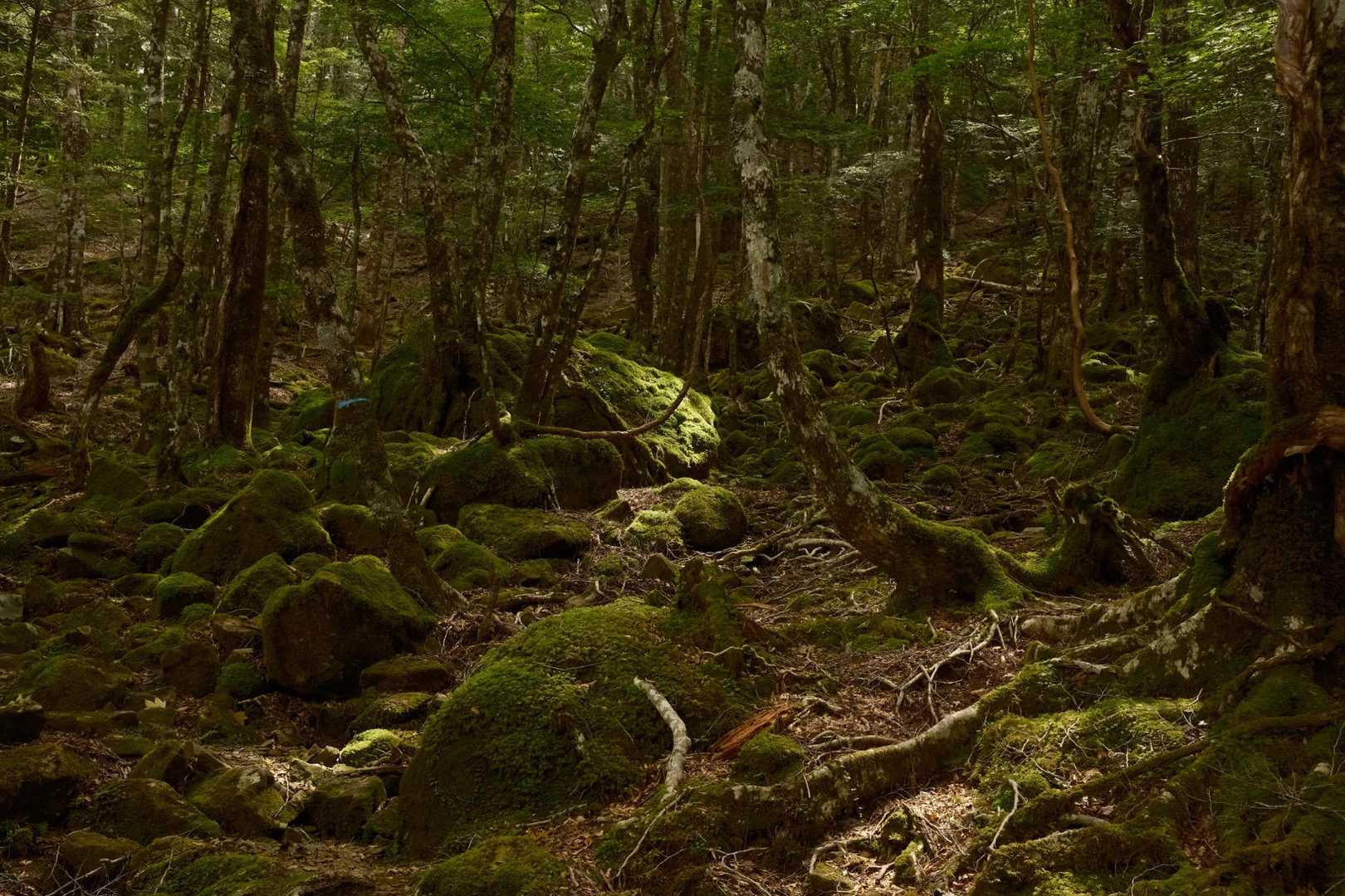 逆峠 周回コースの写真