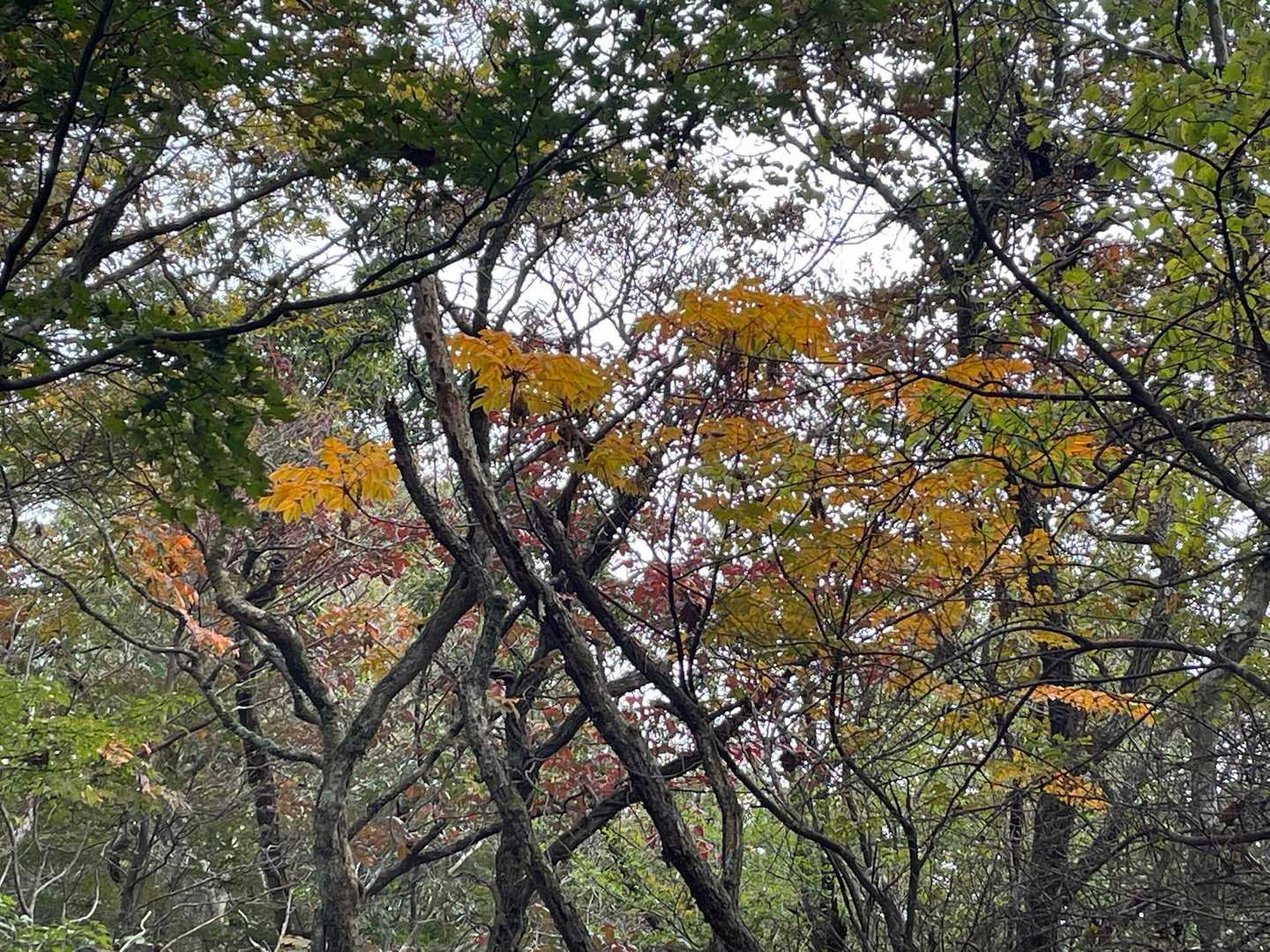 ちょこちょこ紅葉