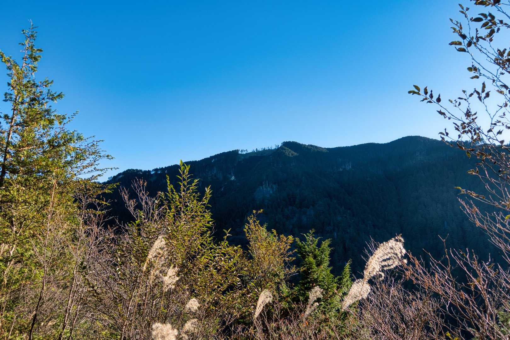 奥三界岳登山口-奥三界岳 往復コースの写真