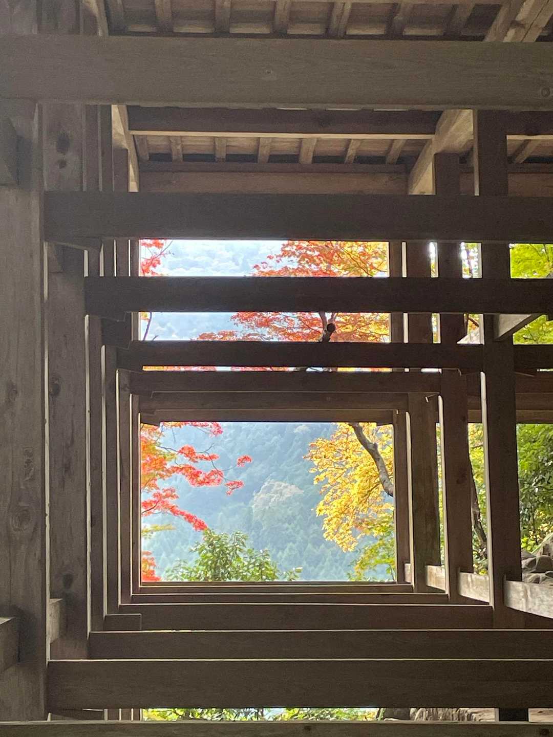 🍁
