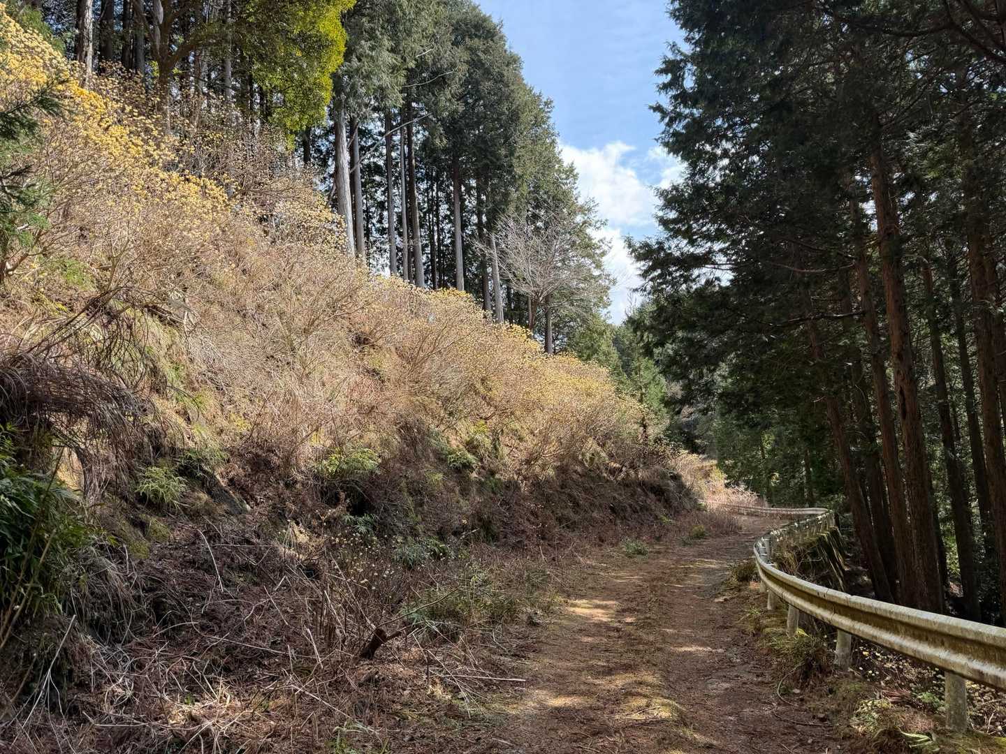 ミツマタの再生、気になって調べてみた

ミツマタは、今でもお札の原料となっている
植えて3年経てば根本から刈り取り収穫。新しい枝を毎年刈り取る。

そうか、ミツマタは、再生するんだね。