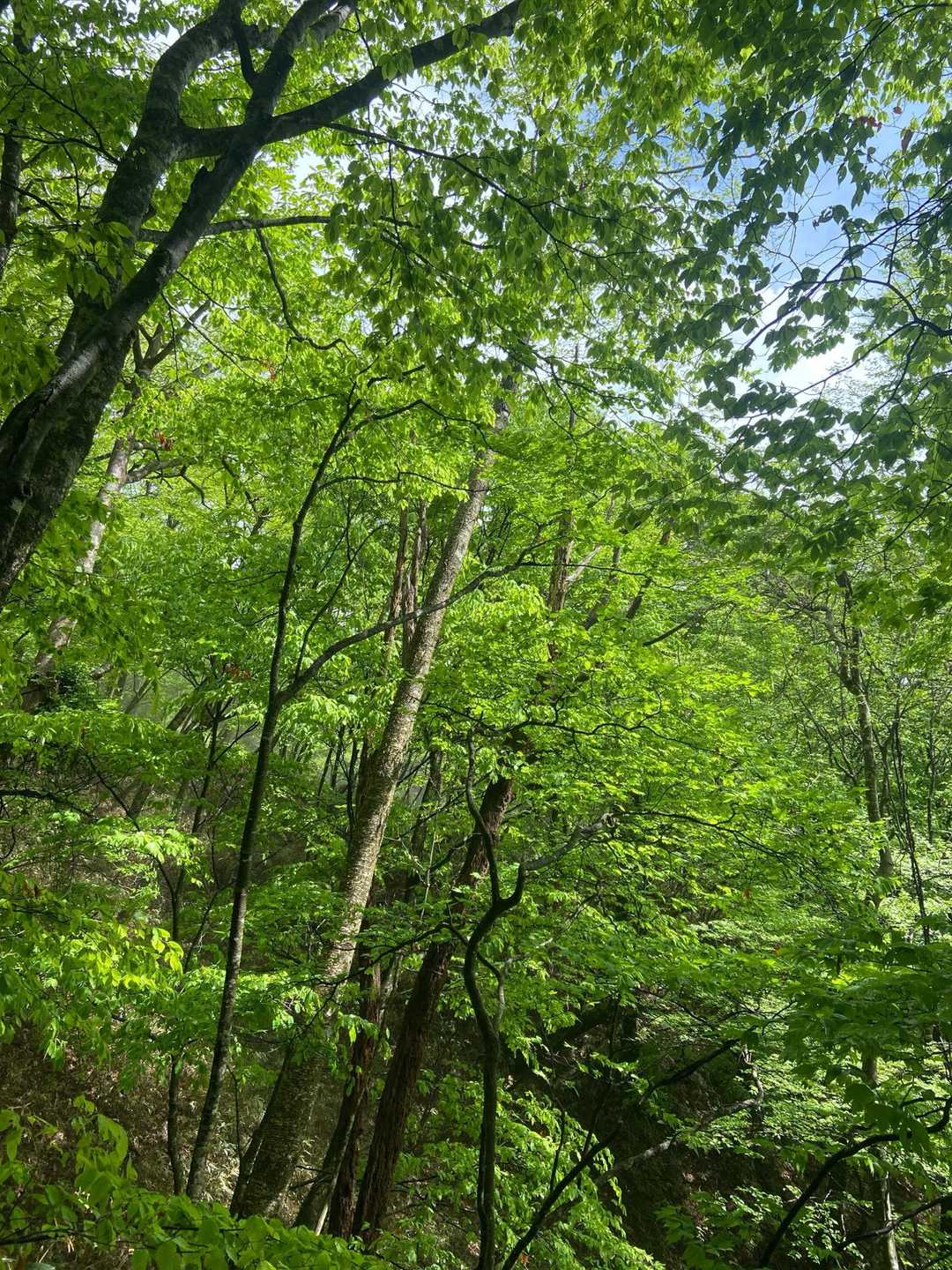 簗谷山登山道入口-子鹿の涙-簗谷山 周回コースの写真
