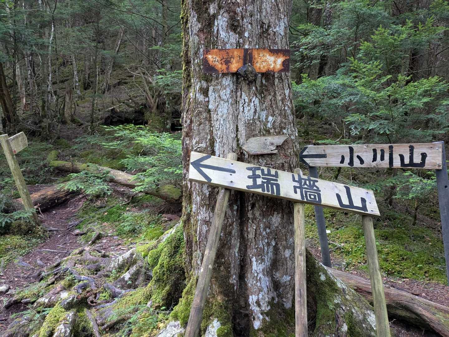 この分岐から