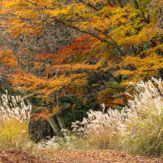 ススキのベージュと紅葉の相性が、上品で素敵でした🌾
