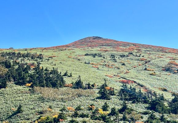 【中古】 日本三百名山烏帽子岳（乳頭山）・東北の尾瀬千沼ケ原・花の名山三ツ石山の花 烏帽子岳（乳頭山）（岩手・秋田・1478m）| 登山ルート・天気 | YAMAP