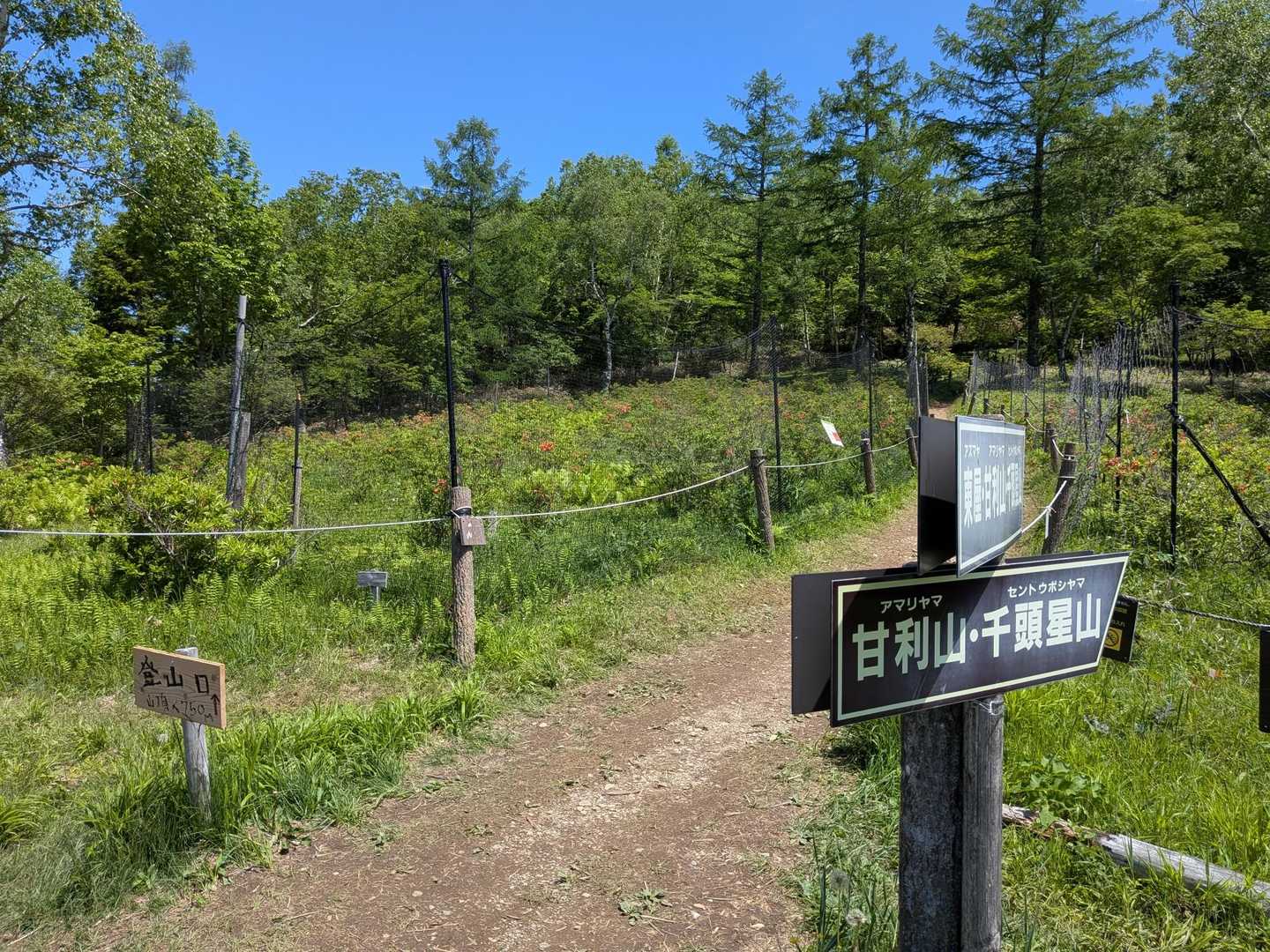 甘利山登山口-甘利山 往復コースの写真