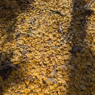大龍寺のイチョウの絨毯を踏みしめて歩く