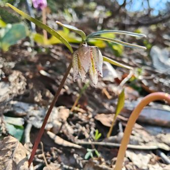 コシノコバイモ