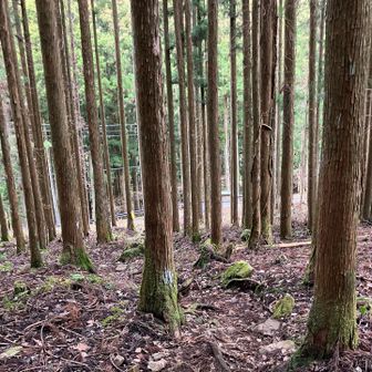 道路が見えてきた👀