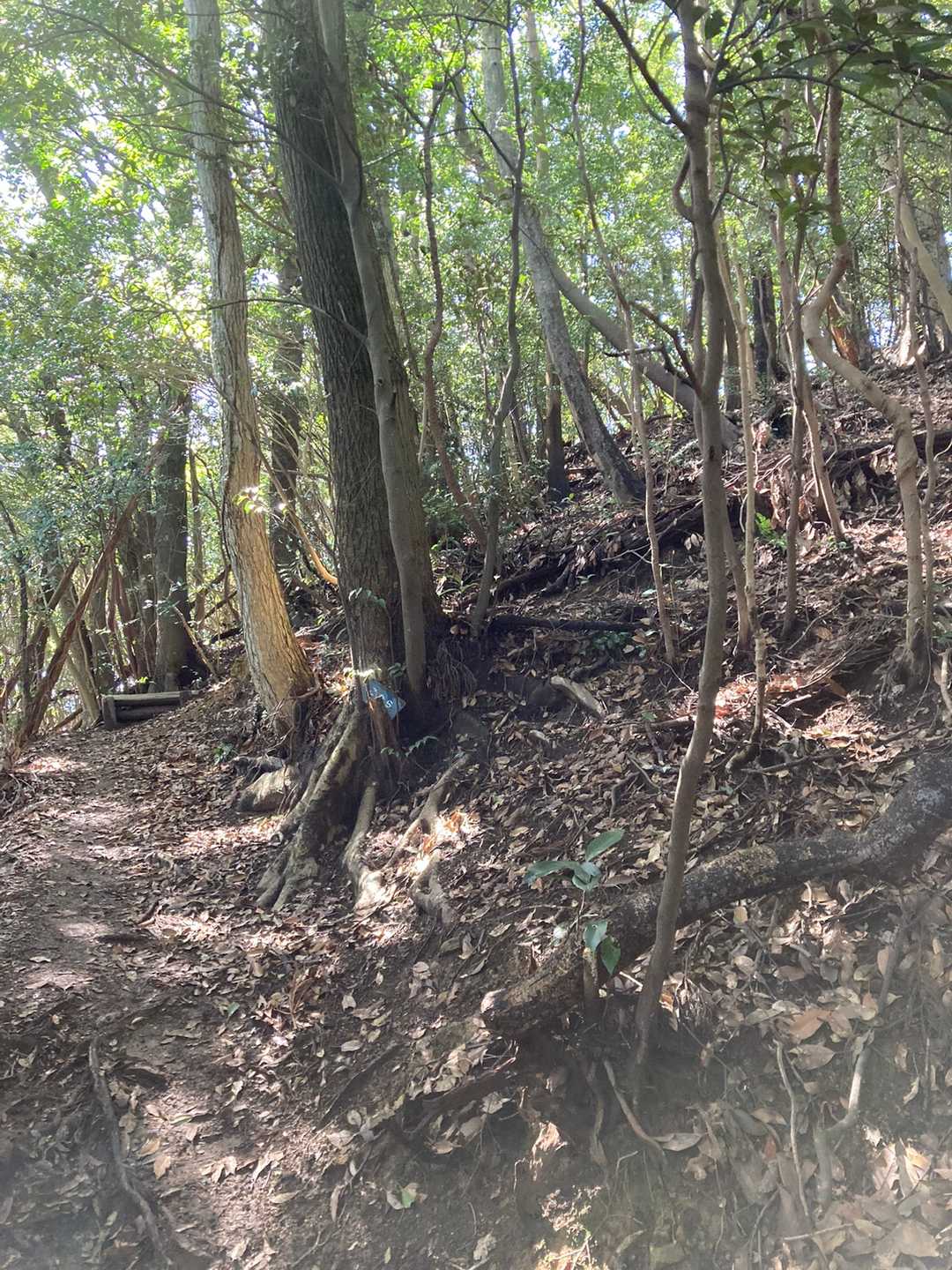 市の瀬峠-白畑山-観音越-尺岳 往復コースの写真