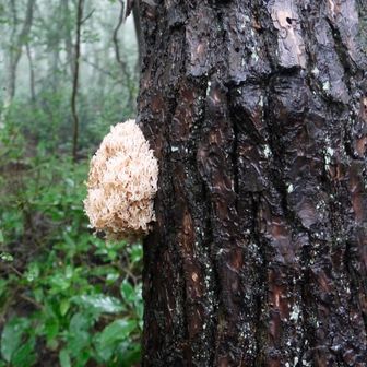 きのこ山の道中には、奇妙なキノコ④