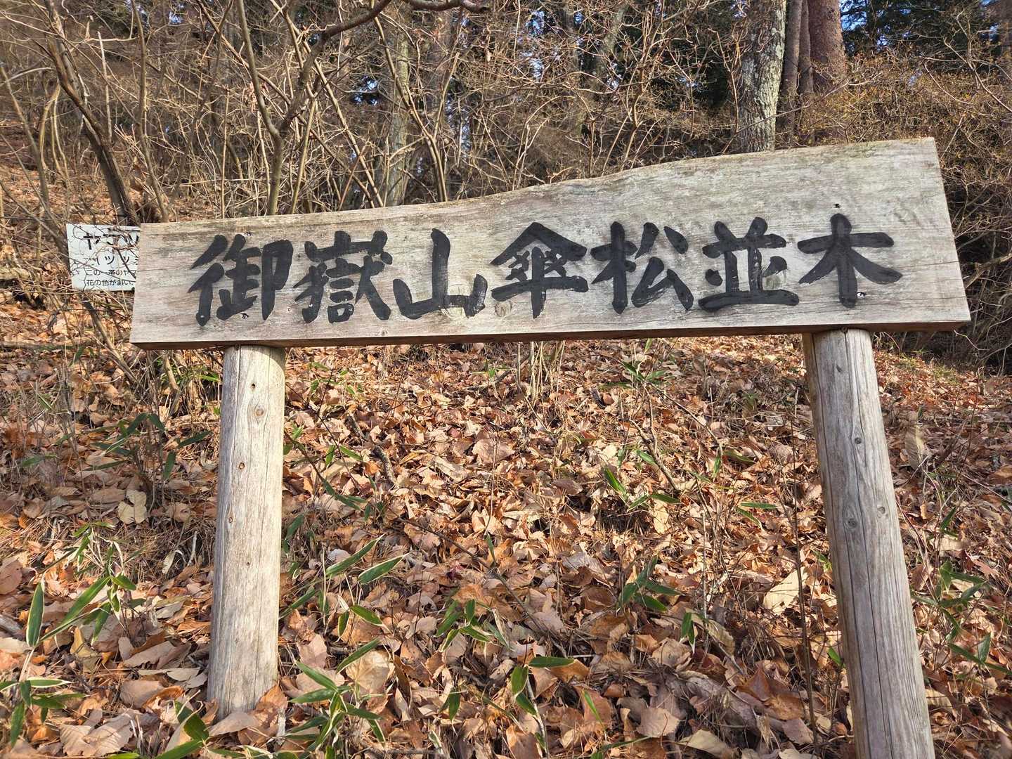 傘松並木🌳を見ながら登ります🚶‍♀️