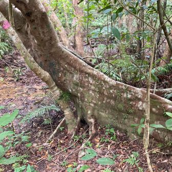 たぶんサキシマスオウノキ？根はほとんど生えずに板根という板状の幹が横に広がって支えているのが特徴。