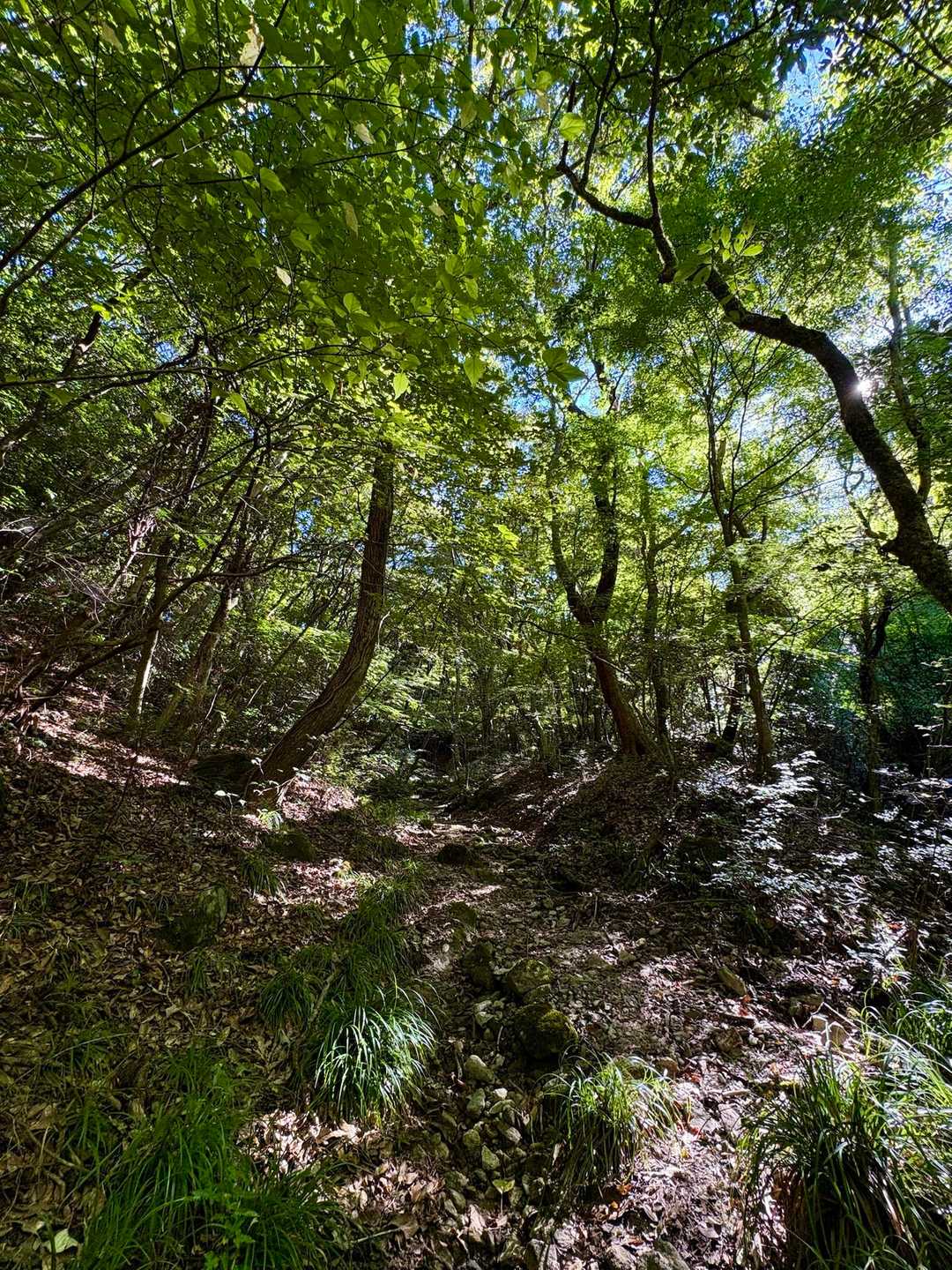 九千部山・五ヶ山周回 | 福岡を支える水源の山を目指す渓谷山歩の写真