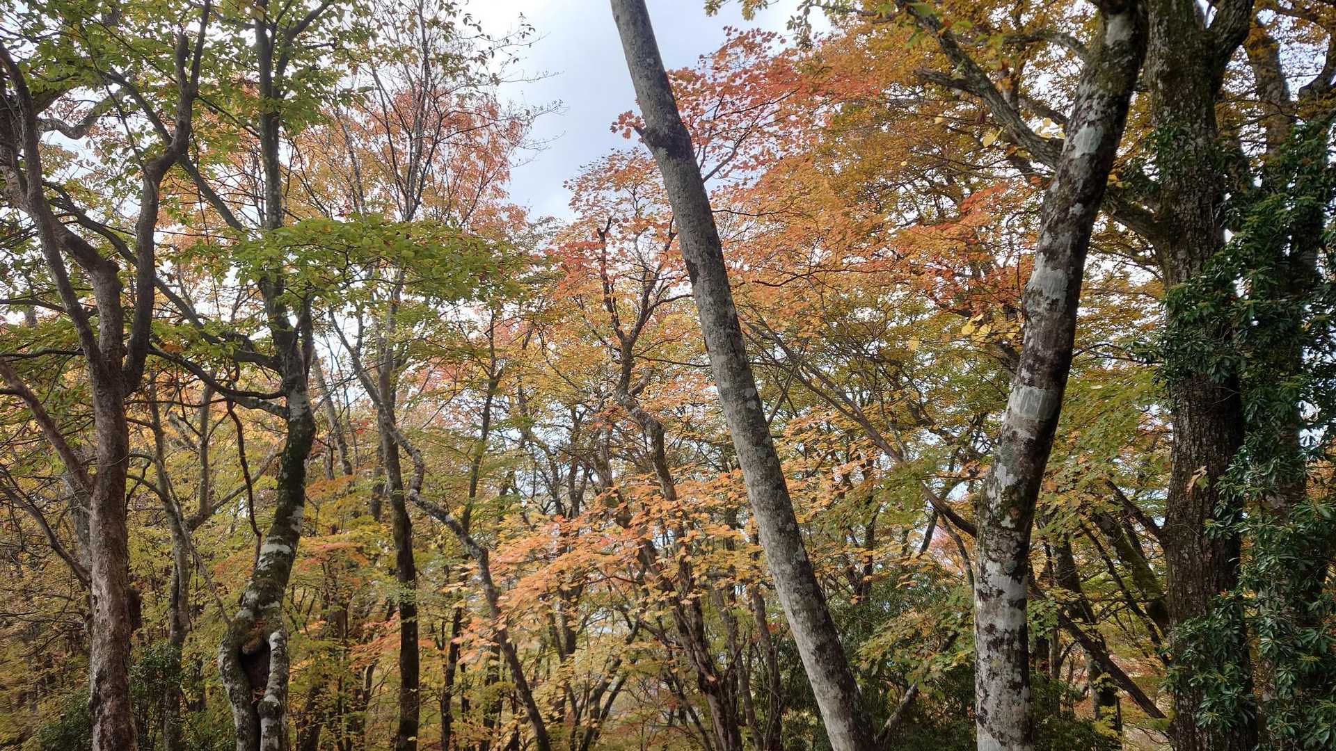 武甲山御嶽神社 一ノ鳥居-妻坂峠-横倉山-ウノタワ 往復コースの写真
