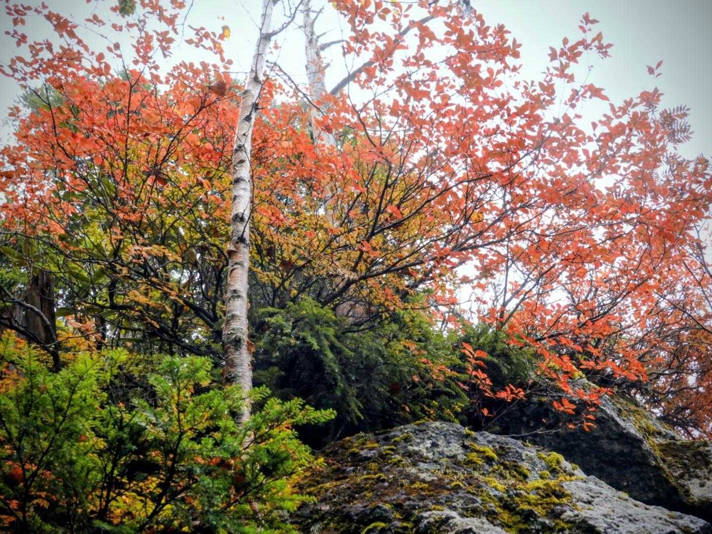 梵字飯場跡-志津峠-大真名子山-小真名子山-富士見峠 往復コースの写真