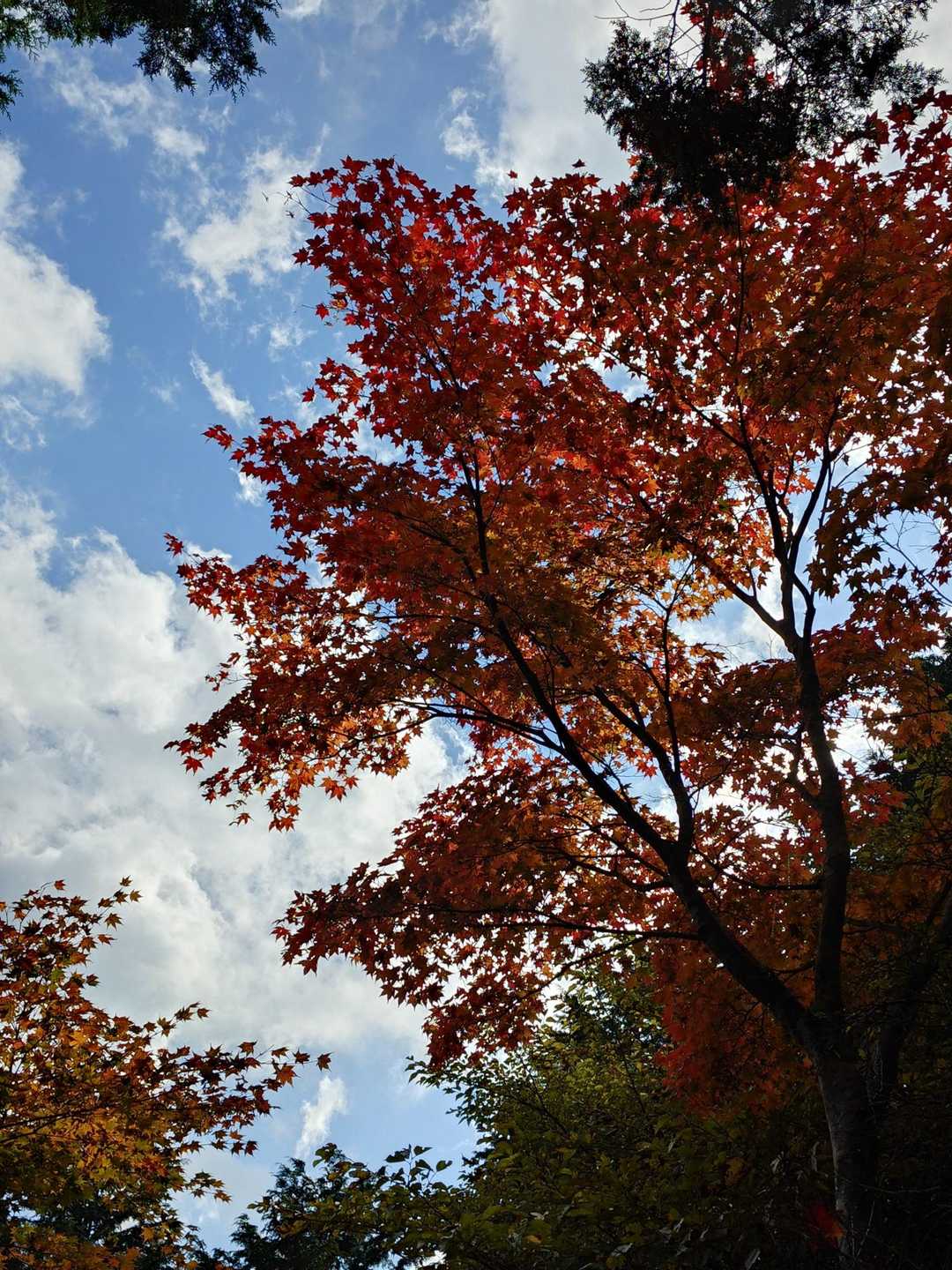 青空と紅葉🍁