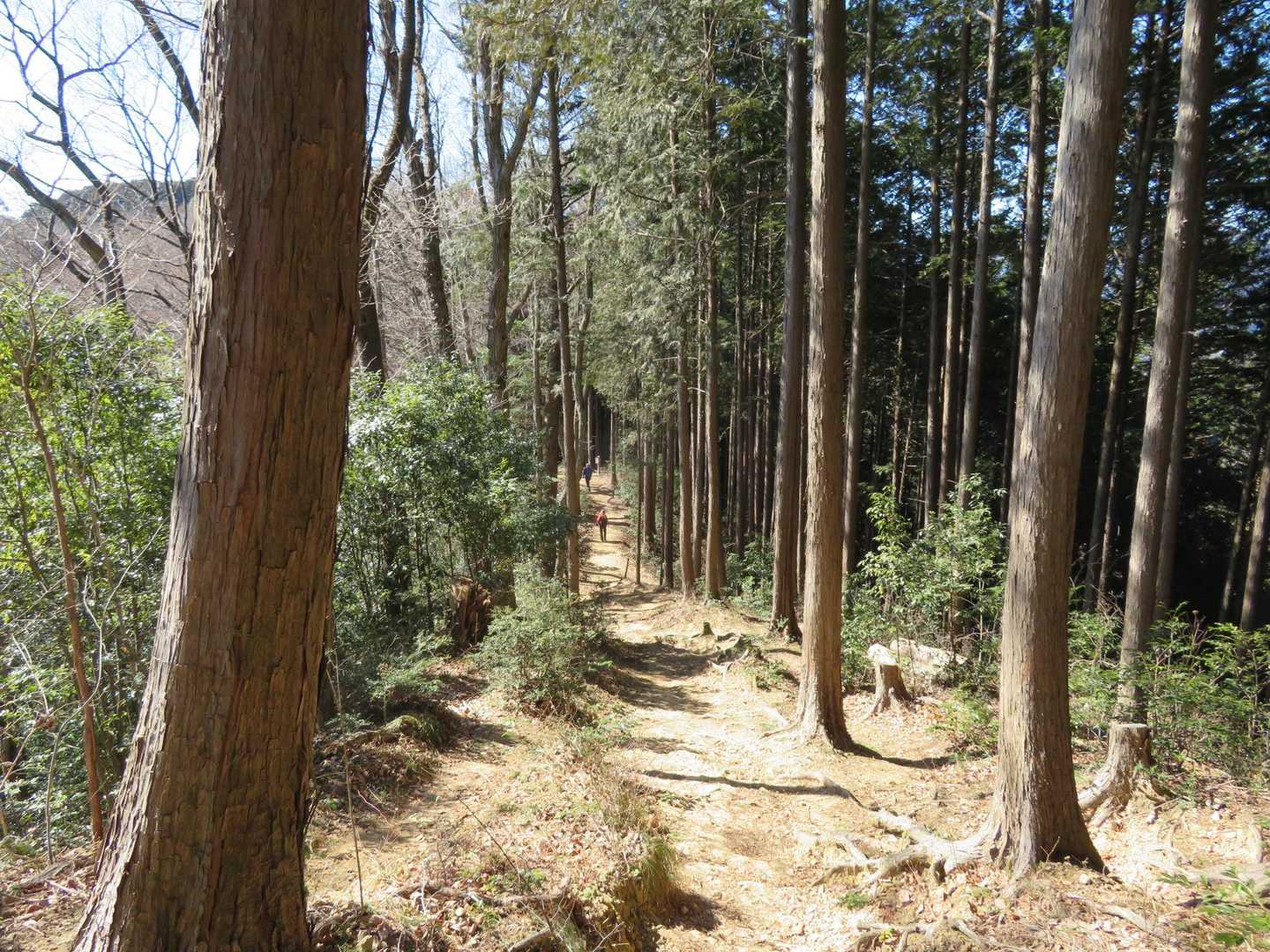 406m峰の鷹ノ巣山を過ぎると道も太くなって林道。
