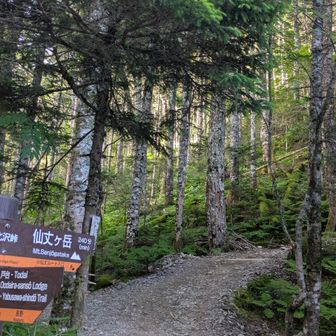 んで、やはりこちら、仙丈ヶ岳にしました。メットも無いしね。
第一印象から決めてました！的な。
行き当たりばったりで、電波が弱いのを忘れており、慌てて電波を探してYAMAP起動。かなりキョドってましたw