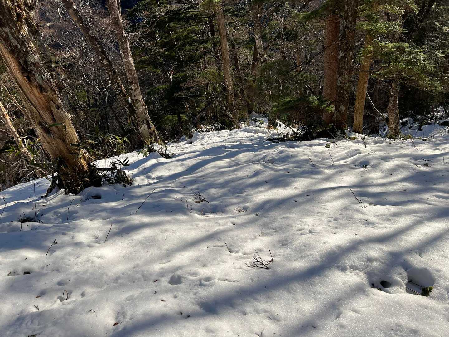 面河渓-面河渓登山口 往復コースの写真