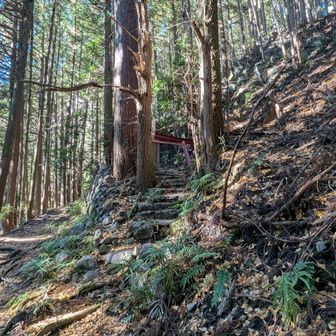 銀杏の木も枯れていました。何があったのでしょう