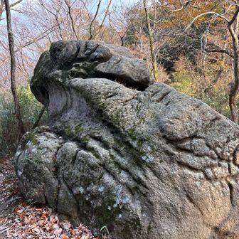 多分、カエルの横？