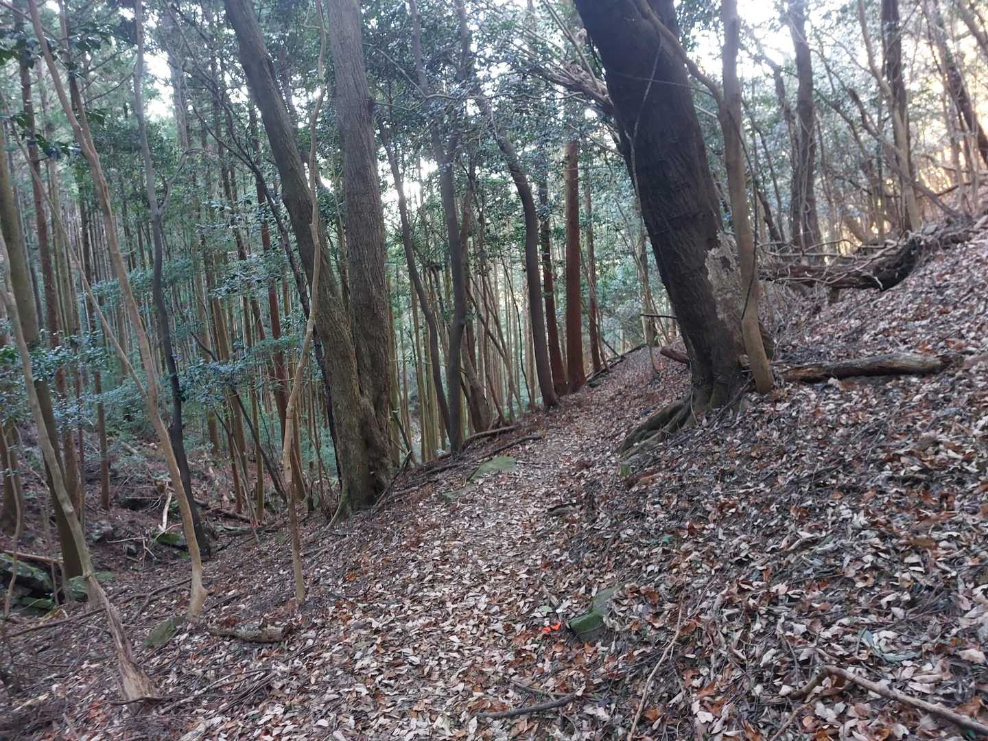 こちらが正式ルート🎵
