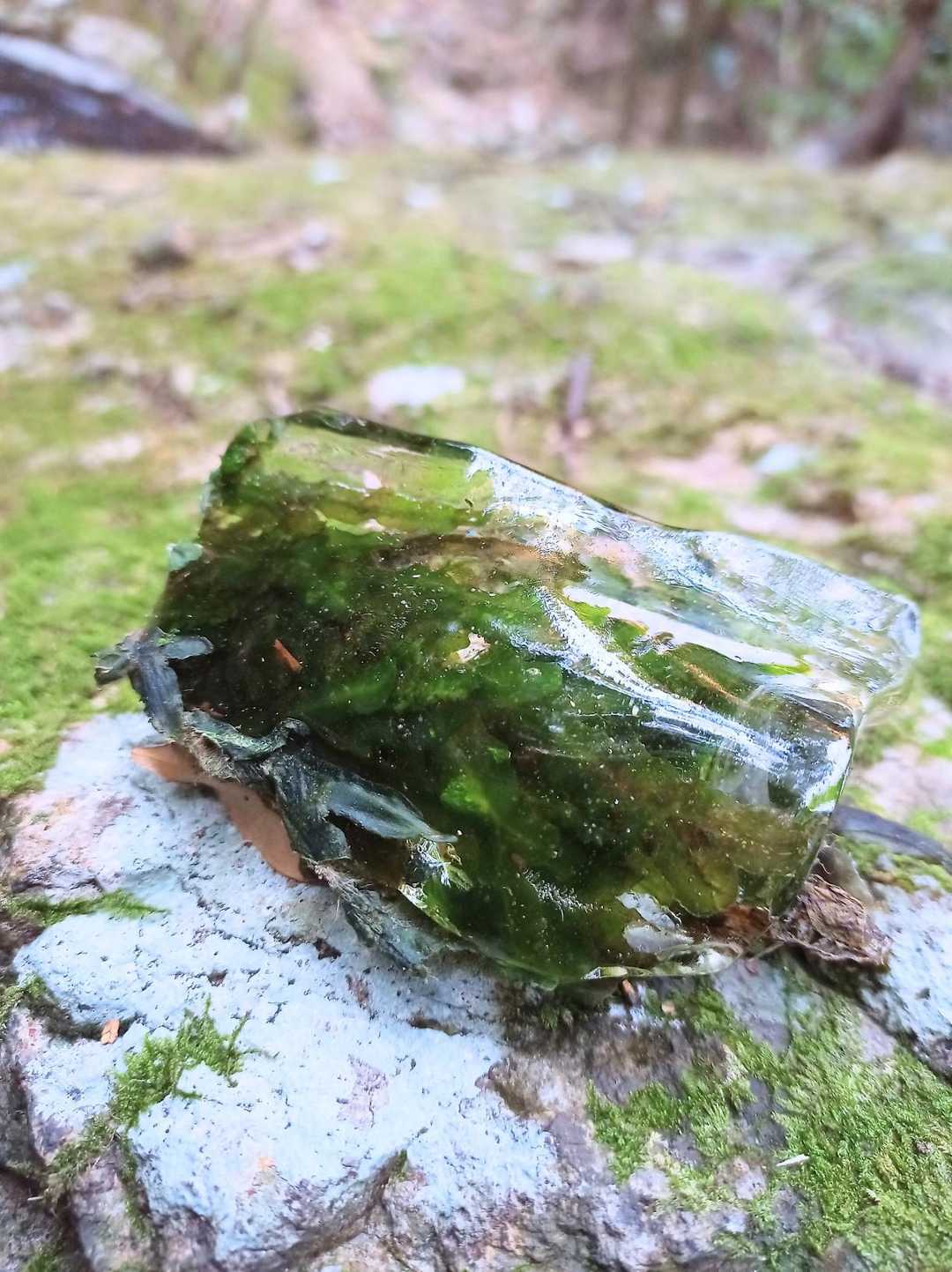 氷柱花ならぬ氷柱苔(クモノスゴケ)