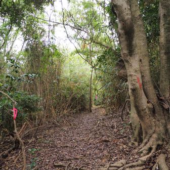 下山中、新たに開かれた道を発見
この道を行けばどうなることか
今度、迷わず行ってみよう😎