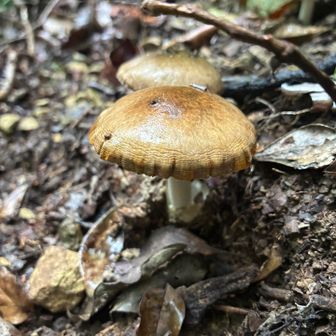 雨も滴るキノコ🍄‍🟫