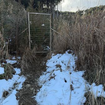 このゲートの先は藪漕ぎ
秋に来たときより藪はおとなしめ