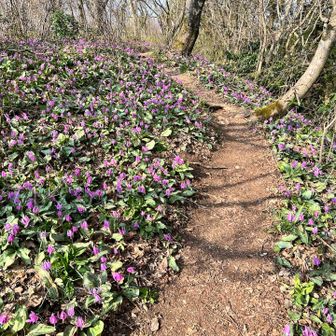 カタクリロード！