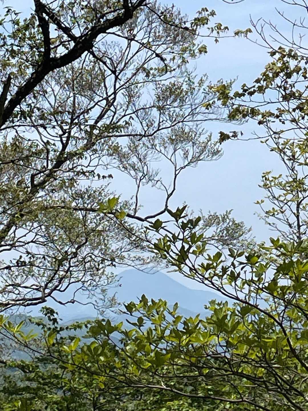 木の間から、三瓶山。