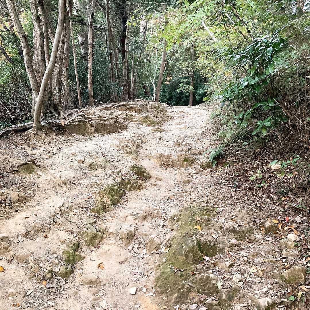 この登山道の広さが稲荷山コースの魅力ですね～🛣