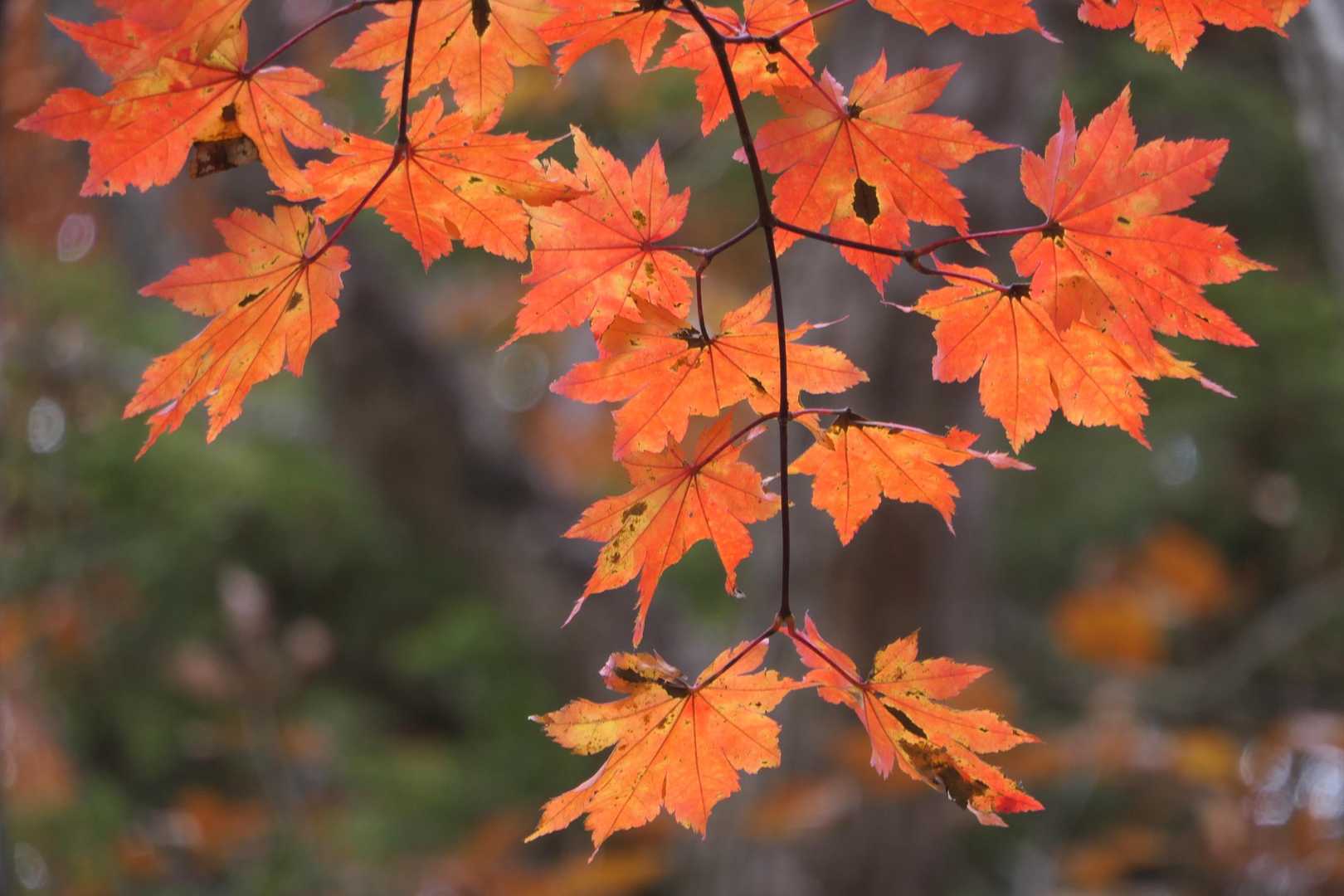 名郷バス停-鳥首峠-天神山-ウノタワ-横倉山-妻坂峠 周回コースの写真