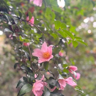 山茶花やね(*´ω`*)