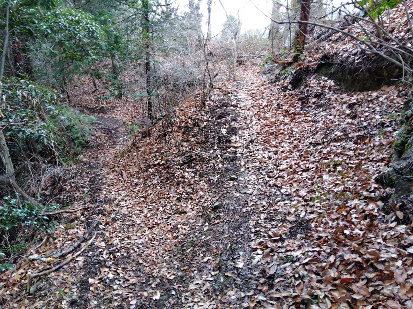 右の道で三角点へ向かう