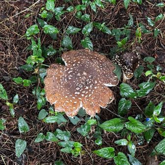 大きな🍄‍🟫