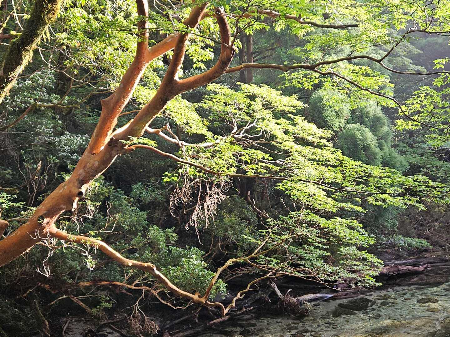 淀川入口-黒味岳 往復コースの写真