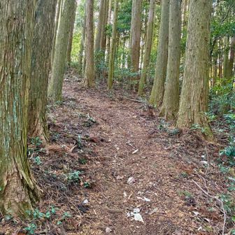 登山道は整備されている。
(´∀｀=)