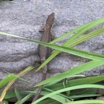 ニホンカナヘビ
じっと動かず