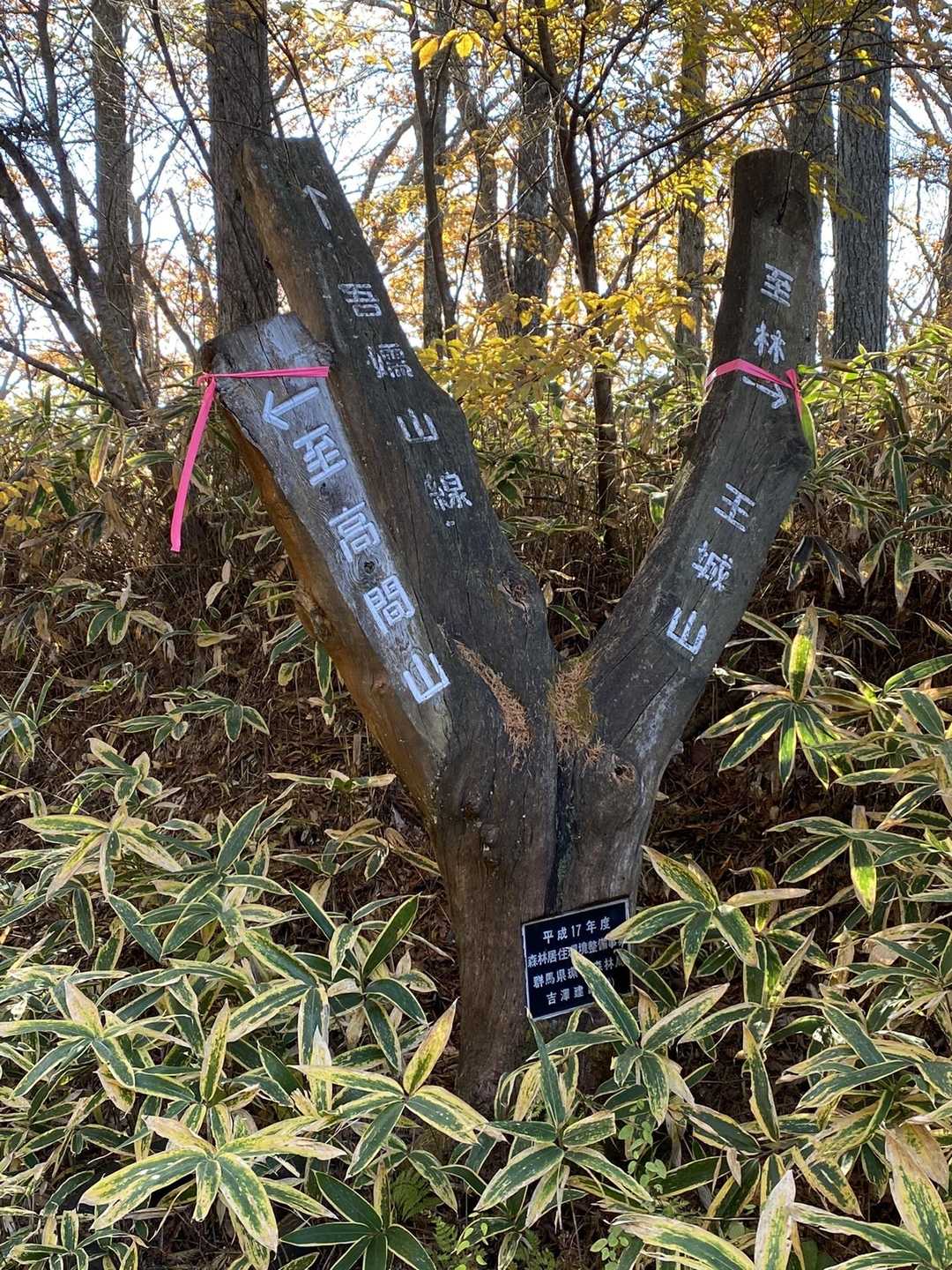 立木の道標
先に高間山へ🚶‍♂️