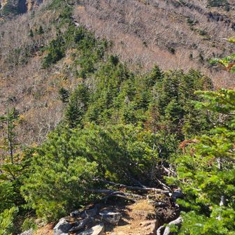 ハイマツ帯の中に登山道
その先に、ドカンと横岳(*￣∇￣)ノ
