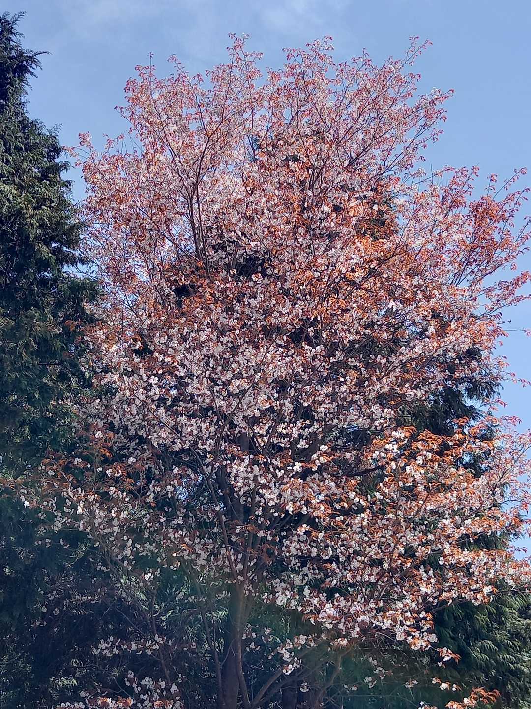 北峰の山頂さくら٭❀*